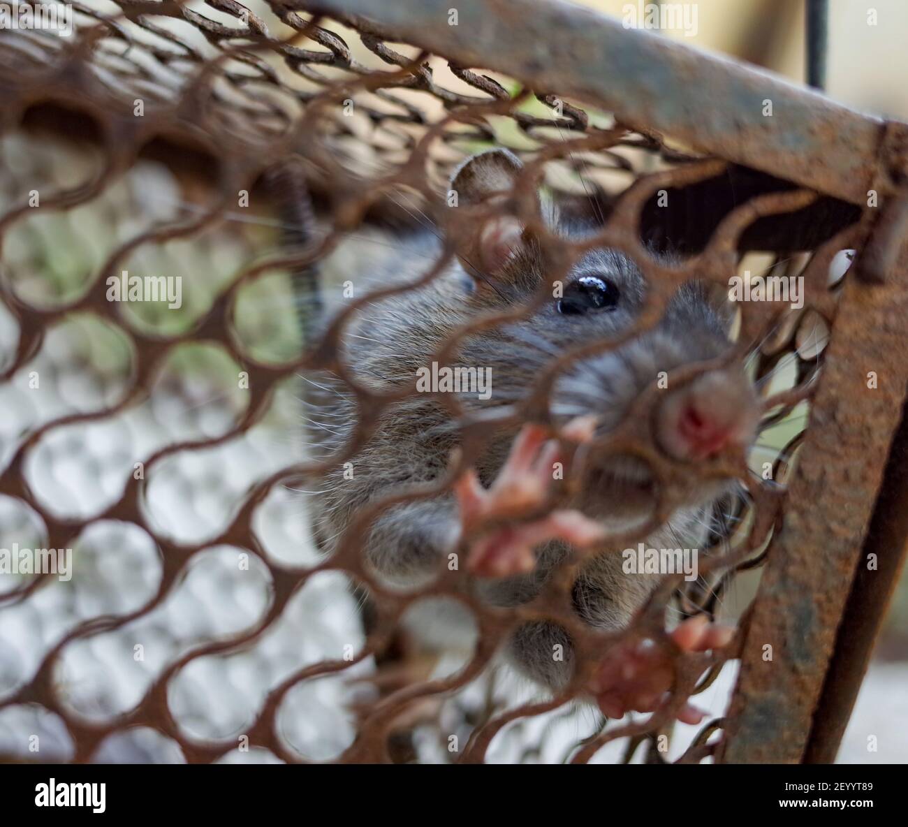 Rata doméstica atrapada en una jaula metálica Foto de stock