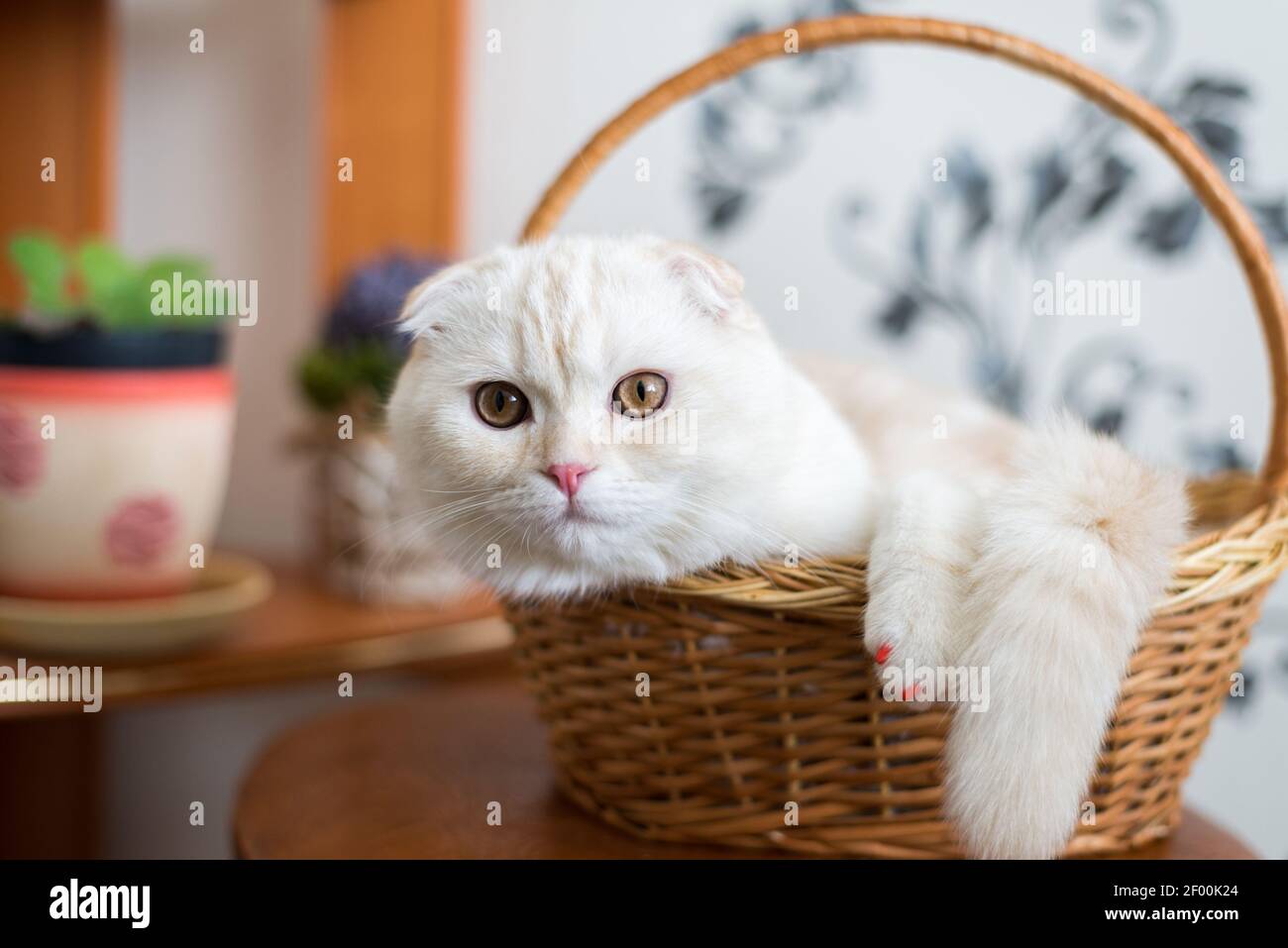 Scottish Fold gatito se sienta en cesta de mimbre en la habitación Foto de stock