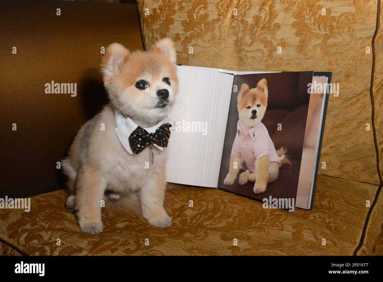 09 DE DICIEMBRE de 2012 - Nueva York - el caballero de Pomerania Norman se  sienta por su retrato en el libro de la autora Laura Martella UN perro con  modales de