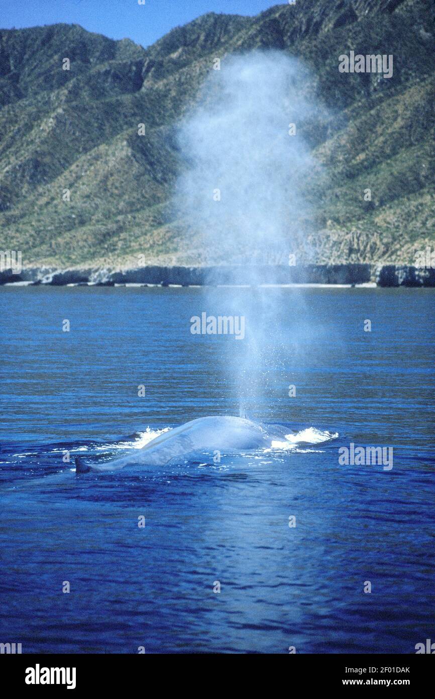 Ballena Azul; Mar de Cortez; Baja, México Foto de stock