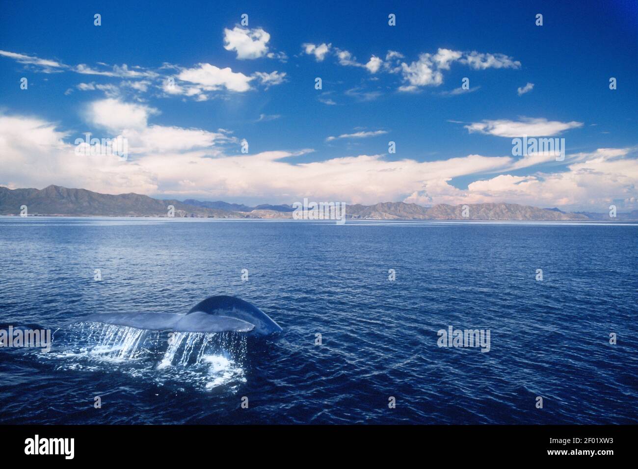 Ballena Azul; Mar de Cortez; Baja, México Foto de stock