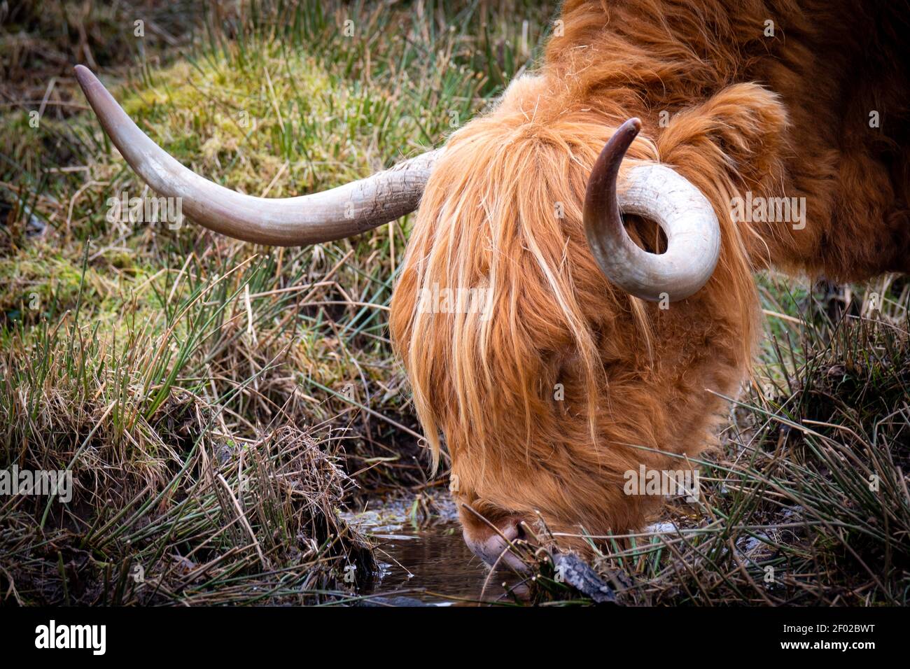 Una vaca de las tierras altas bebiendo de una pequeña quemadura que corre a través de Clunemore cerca de Drumnadrochit en las tierras altas de Escocia. Foto de stock
