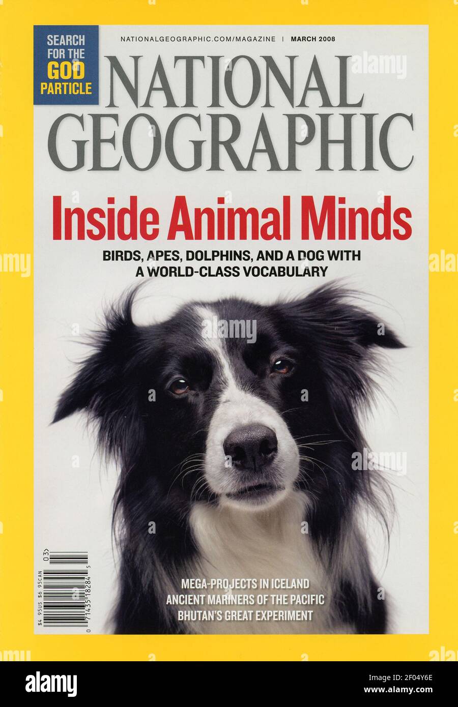 Marzo de 2008 Portada de la revista National Geographic presenta UN Collie  fronterizo,  Fotografía de stock - Alamy