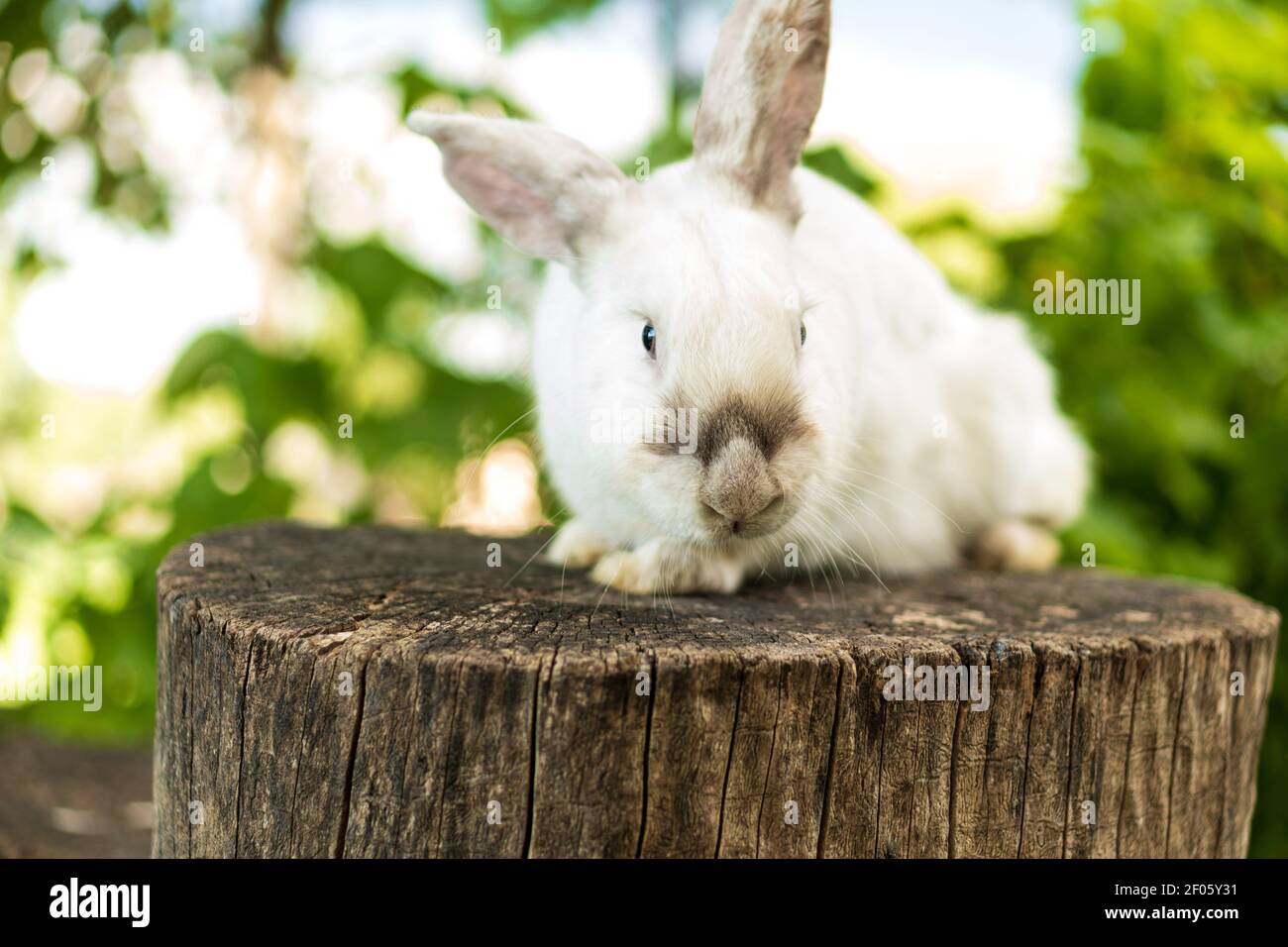 el conejo blanco asustado adulto grande se sienta en el tocón del árbol contra el fondo del césped verde. Liebre en pradera salvaje guacamayos mirar cámara en primavera o verano Foto de stock