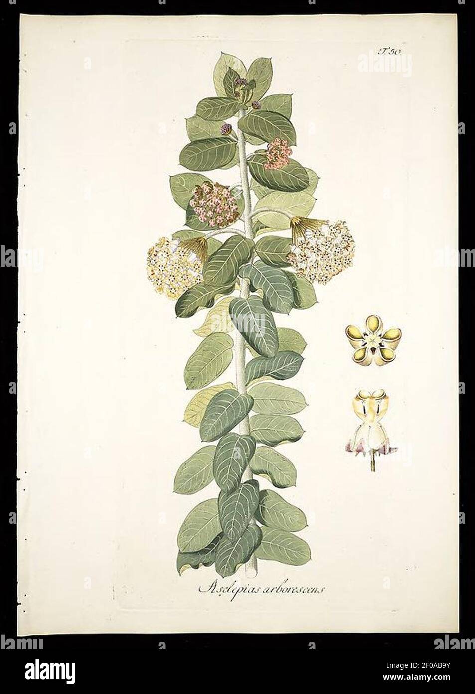 Plantarum rariorum horti caesarei Schoenbrunnensis descriptions et icones (T. 50) Foto de stock