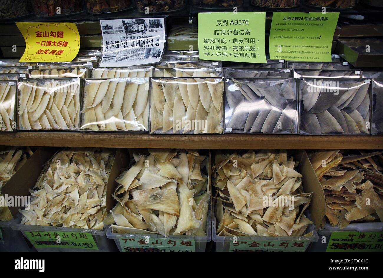 Las aletas de tiburones aparecen a la venta en Chung Chou City., Inc. Una tienda de mariscos secos en Chinatown, San Francisco, California, jueves, 18 de agosto, 2011 . Algunas señales colocadas encima de las aletas de los tiburones se oponen al proyecto de ley AB376 de la Asamblea, aduciendo que discrimina a las personas de ascendencia asiática. (Foto de Lipo Ching/San José Mercury News/MCT/Sipa USA) Foto de stock