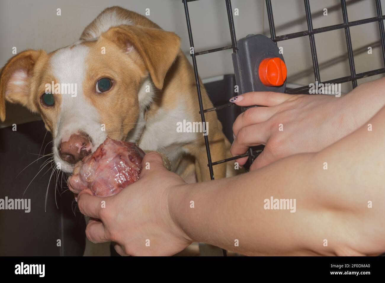 El perro en jaula es alimentado de carne cruda de manos del dueño. Concepto de cuidado de mascotas. Foto de stock
