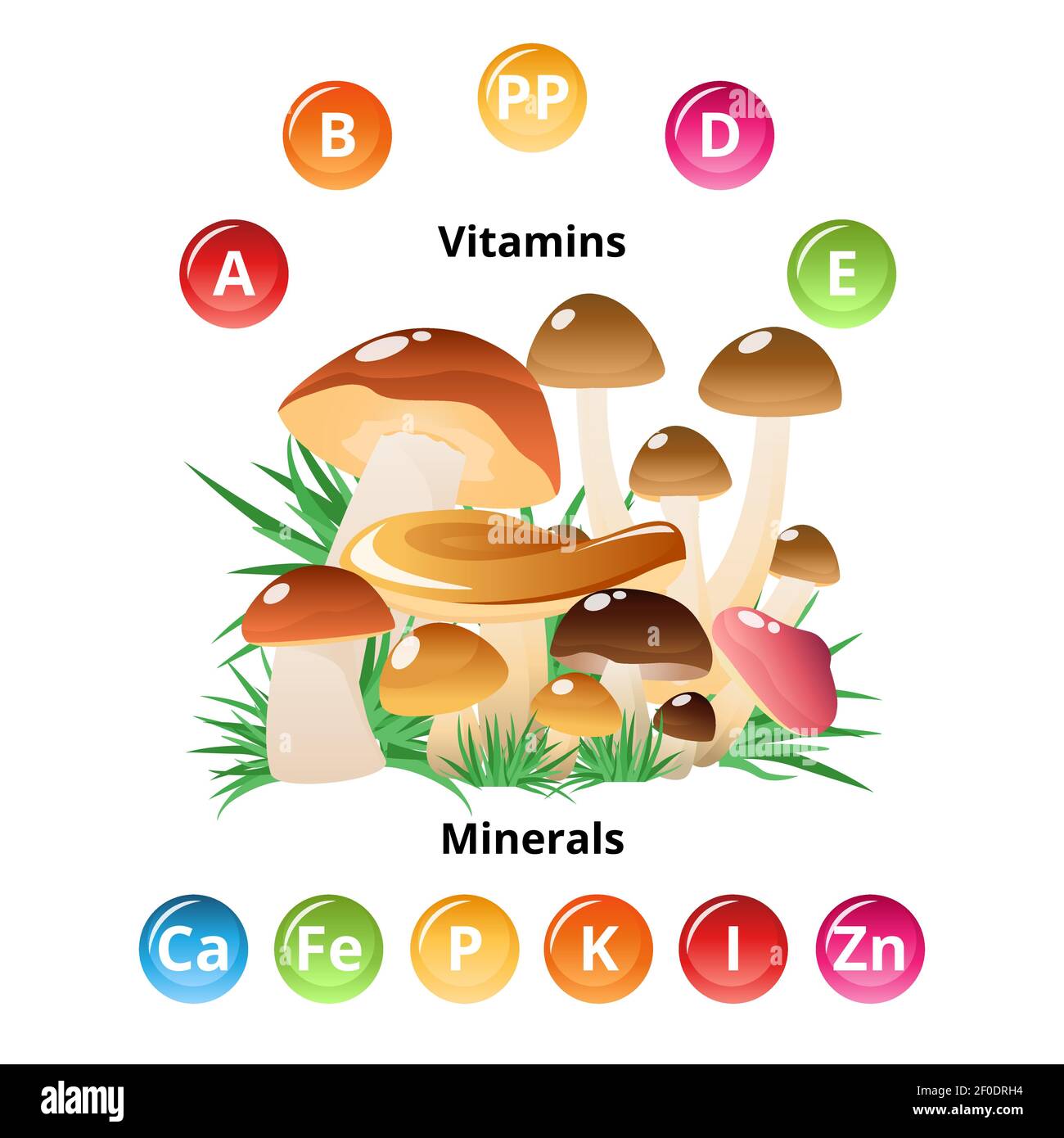 Vitaminas y minerales contenidos en las setas infografías con un círculo  colorido símbolos y la naturaleza salvaje dibujos animados vector  ilustración Imagen Vector de stock - Alamy