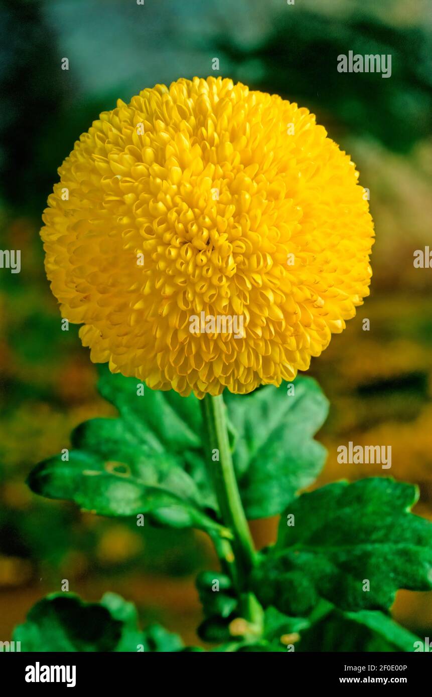 Los crisantemos, a veces denominado madres o chrysanths, son plantas