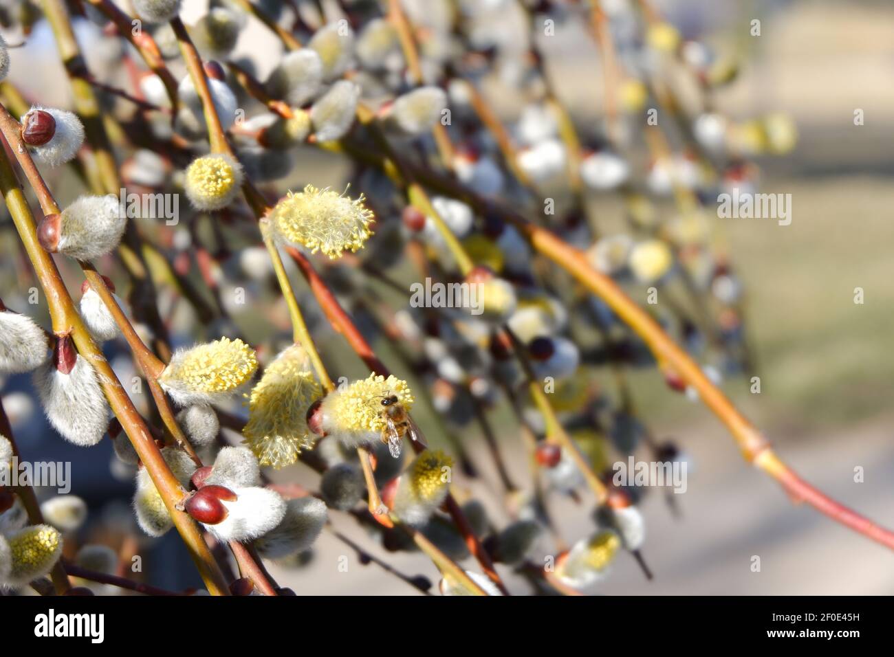 Mariquita y abeja en el árbol en flor en primavera Foto de stock