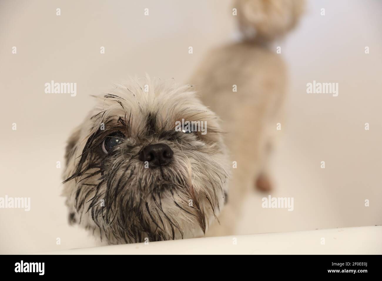 Retrato de un perro mojado de pie en la bañera con una cara fangosa. Foto de stock