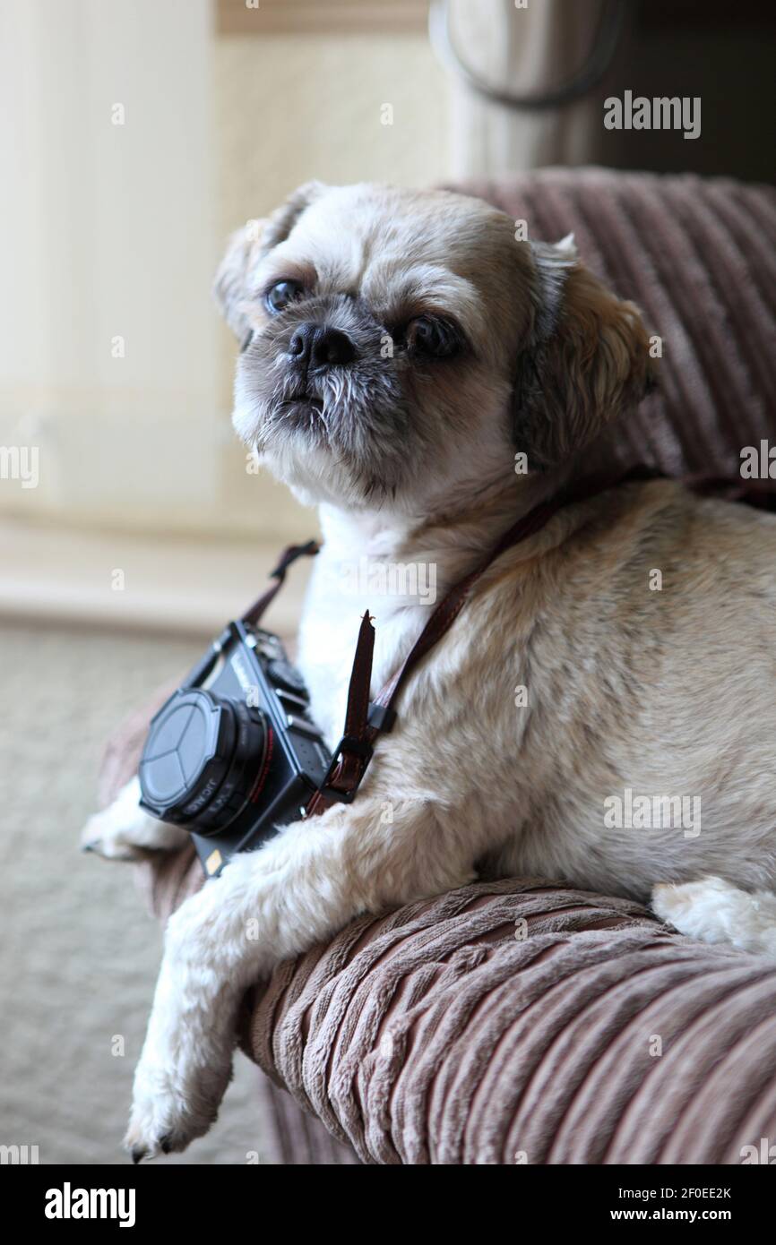 Un pequeño perro Shih Tzu se sentó en un sofá con una cámara alrededor de su cuello. Foto de stock