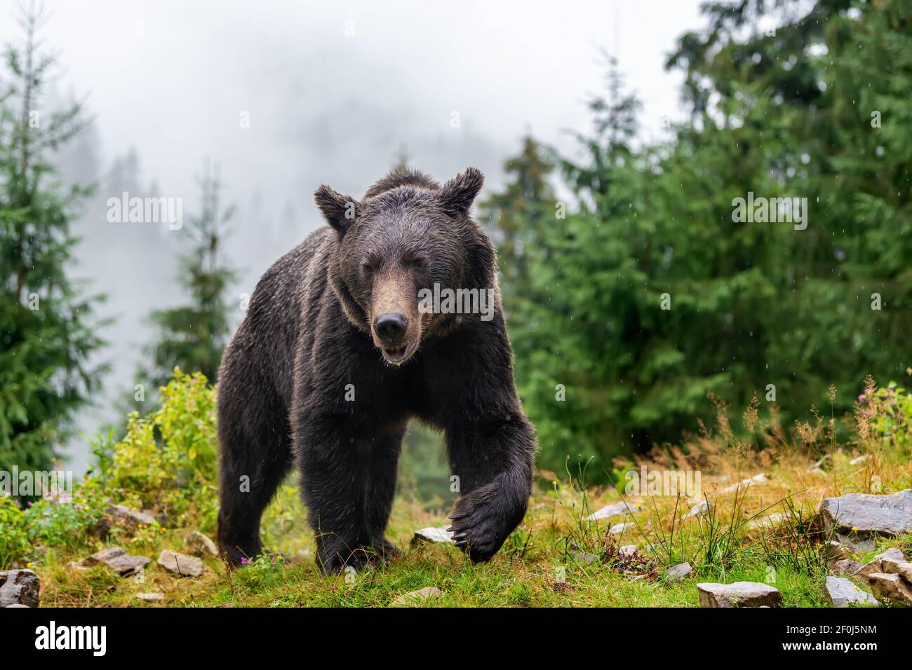 Oso pardo adulto salvaje (Ursus arctos) en el bosque de verano de montaña Foto de stock