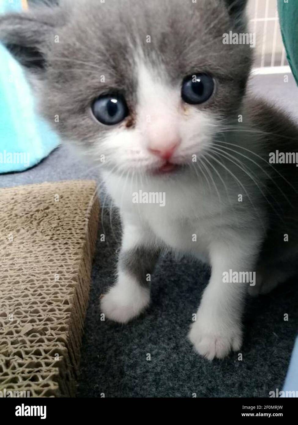 Un grupo de fotos publicadas por Sinogene Biotechnology Company muestran el gatito  clonado 'Garlic' nacido el 21 de julio, que es el primer gato clonado con  éxito en el país, en Beijing,