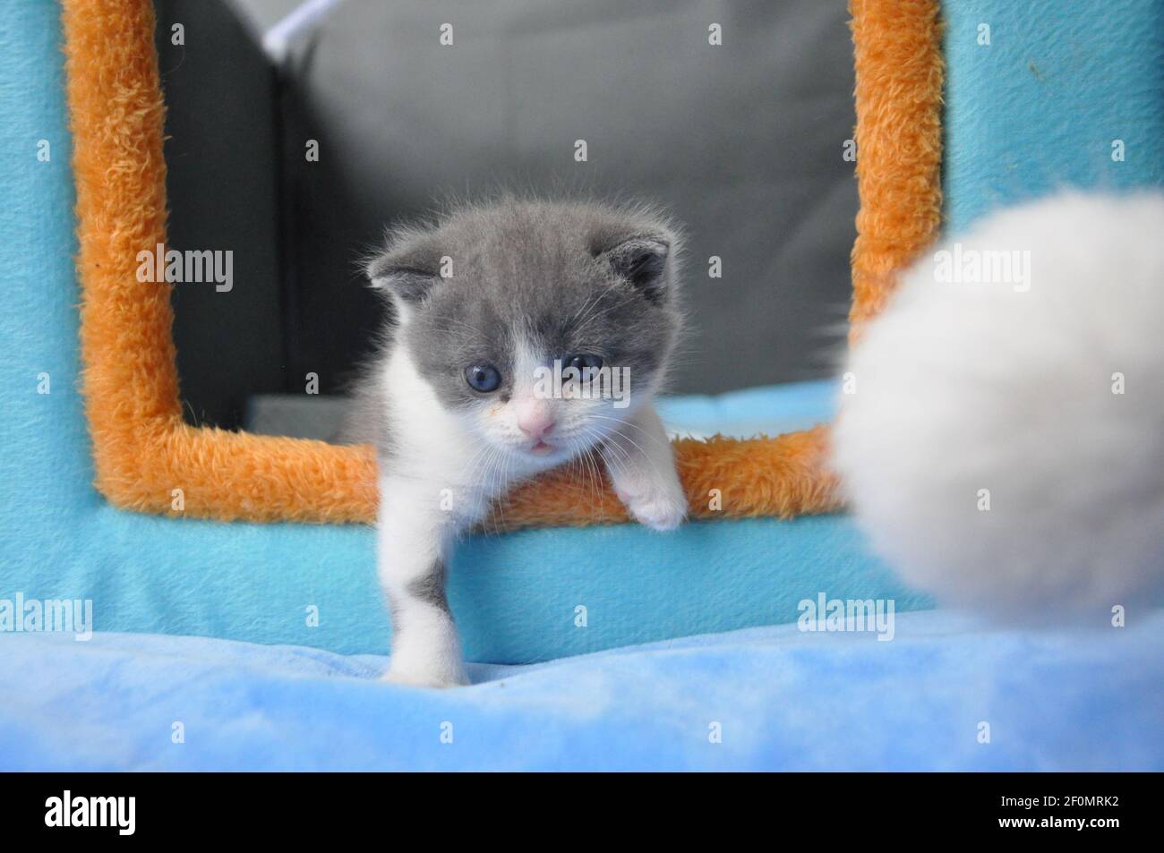 Un grupo de fotos publicadas por Sinogene Biotechnology Company muestran el gatito  clonado 'Garlic' nacido el 21 de julio, que es el primer gato clonado con  éxito en el país, en Beijing,