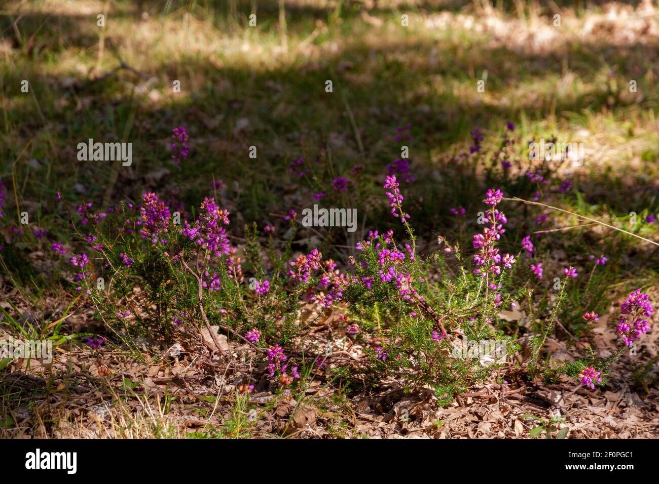 Detalle de un poco de púrpura en la hierba Foto de stock