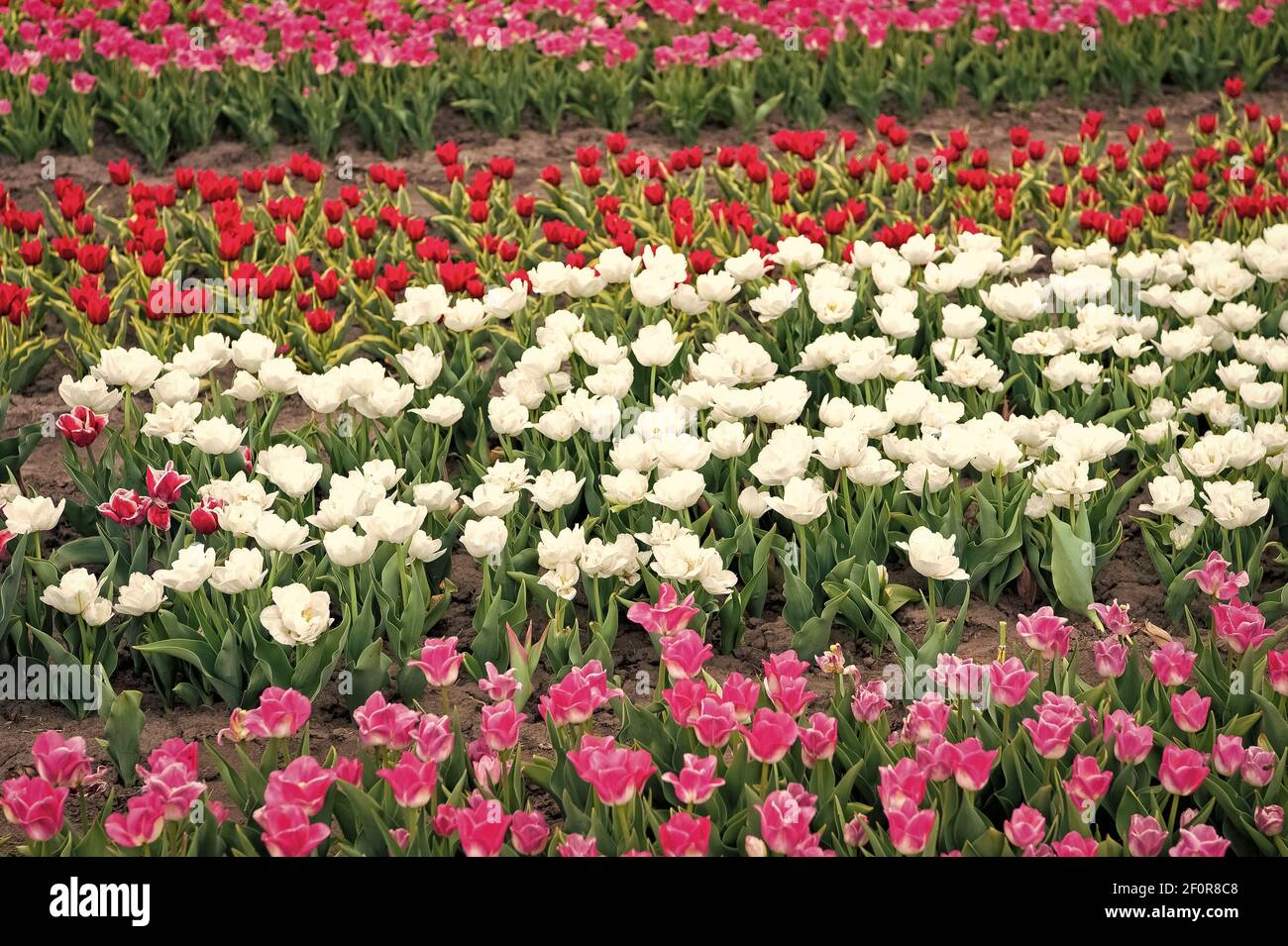 parque de paisajes de primavera. país de tulipanes. belleza de campo  floreciente. famoso festival de tulipanes. Naturaleza de fondo. Grupo de  tulipanes de vacaciones de colores floridos. Campos de tulipanes en flor.