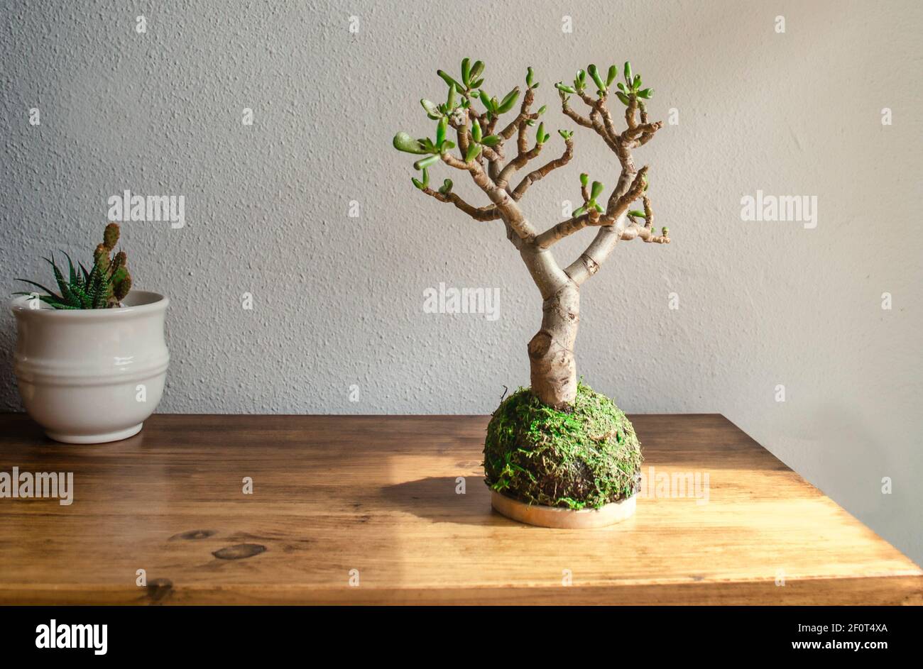 Kokedama (bola de musgo) De una planta suculenta llamada Crassula ovata también conocida como gollum o hobbit Foto de stock