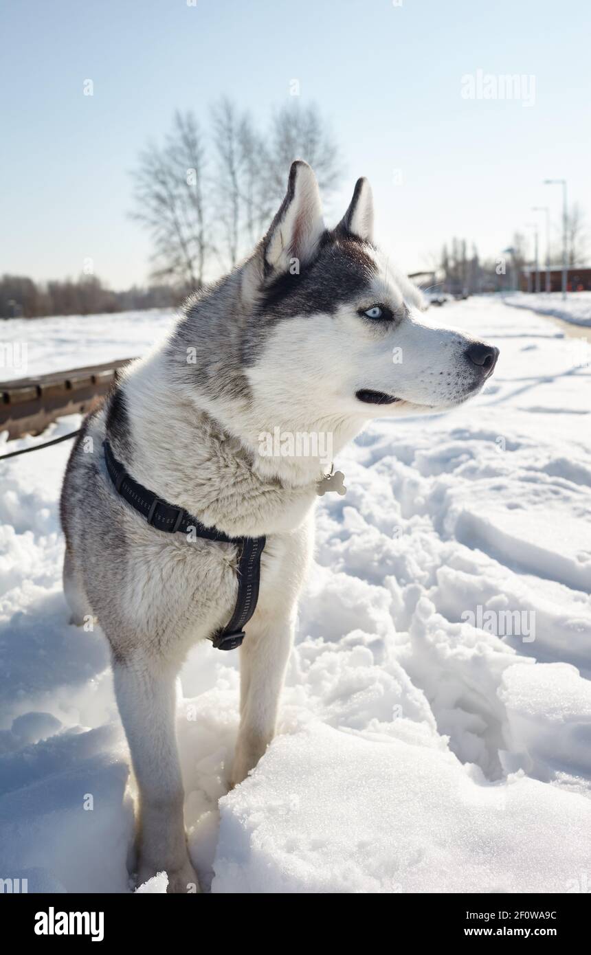 El perro de Husky está en la nieve y esperando a jugar. Husky siberiano con  ojos azules en el campo de invierno Fotografía de stock - Alamy