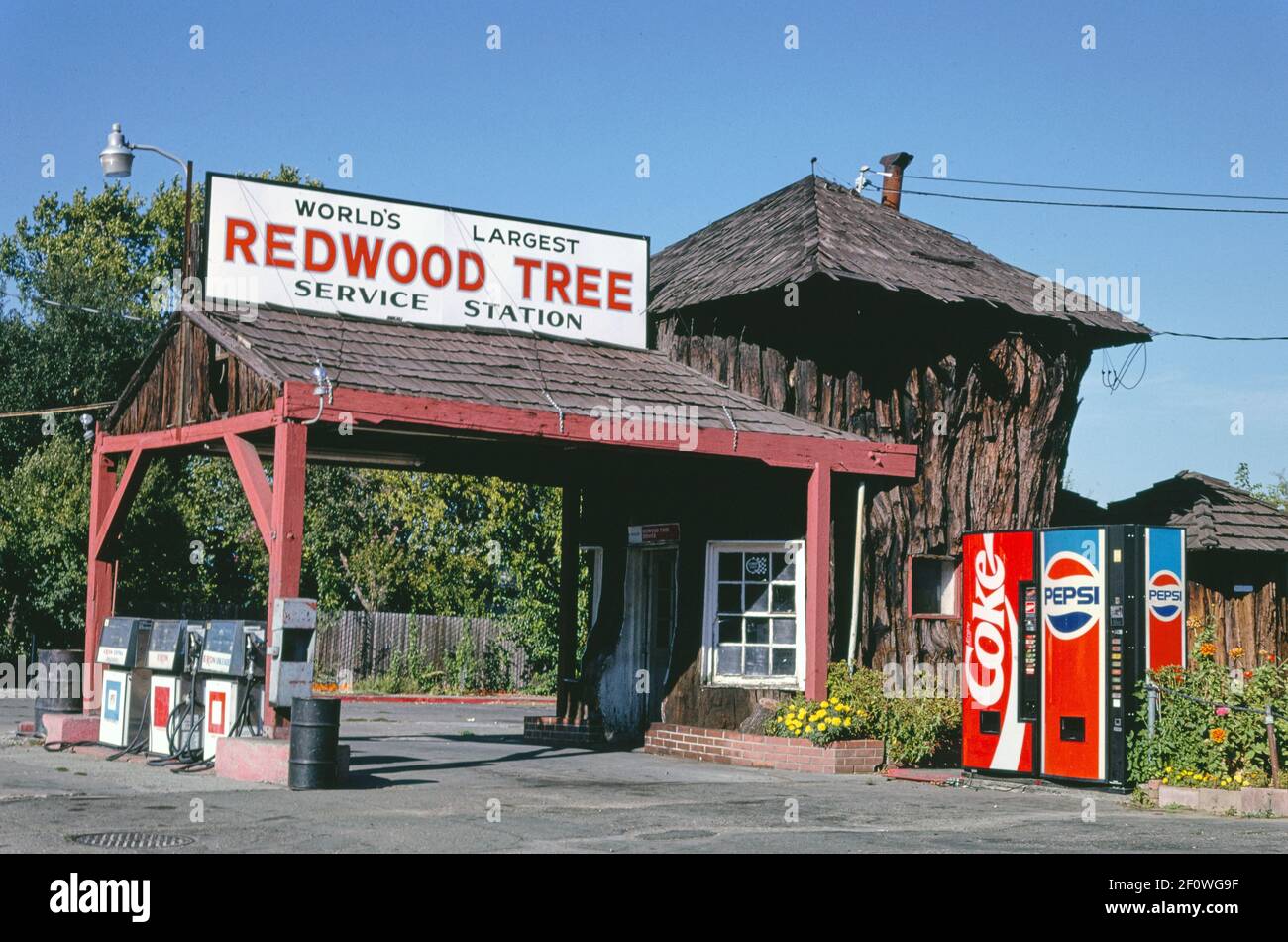 La estación de servicio de Redwood Tree más grande del mundo (1936