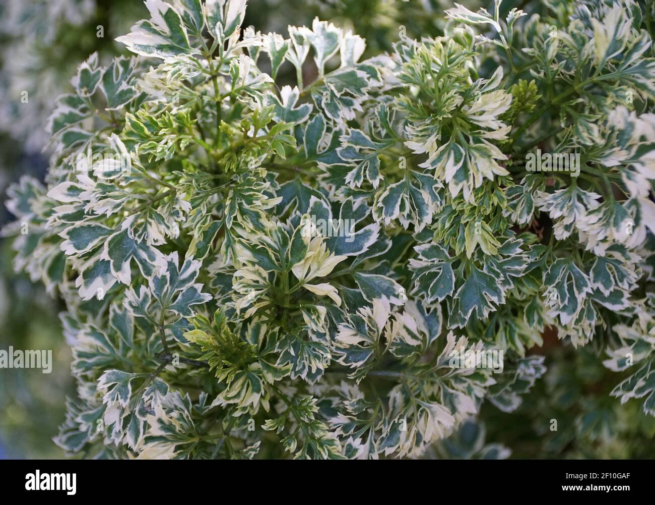 Hojas blancas y verdes de Ming Aralia 'Snowflake', una planta tropical con nombre científico