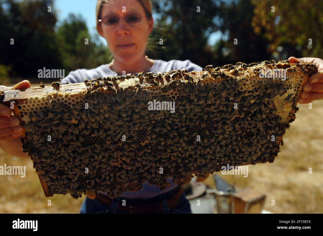 Sue Cobey, una investigadora asociada y gerente de la UC Davis Harry H. Laidlaw Jr. Honey Bee Research Facility, examina un panel de abejas, el martes 17 de julio de 2007. Cobey es el principal criador de abejas de la nación, y UC Davis la ha reclutado para desarrollar abejas lo suficientemente duras como para sobrevivir lo que sea que esté causando el todavía misterioso "desorden de colapso de colonias" a nivel nacional. (Hector Amezcua/Sacramento Bee/MCT/Sipa EE.UU.) Foto de stock