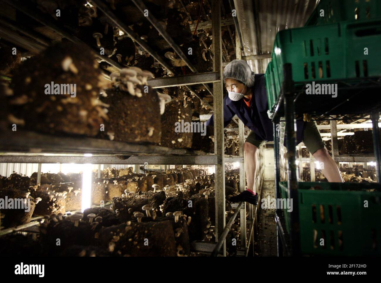 Hui Suan está cosechando hongos shiitake en Phillips Mushroom Farms en