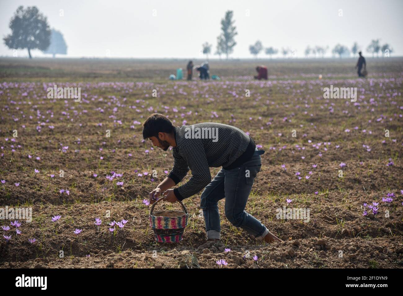 Los agricultores de Cachemira cosechan azafrán en un campo de Pampore Cachemira. Cachemira es conocida por su azafrán de alta calidad, una especia derivada de la flor de crocus. El azafrán se cultiva comercialmente principalmente en la India, España e Irán. Pero la variedad Cachemira es considerada la mejor y la más cara. Cultivado por primera vez en Grecia, el azafrán se ha cultivado en el valle de Cachemira durante cientos de años. (Foto de Irnes Abbas / SOPA Images/Sipa USA) Foto de stock