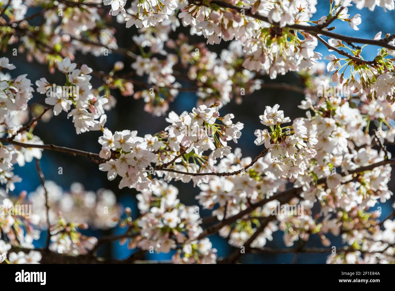 Kirschblüte en el peaje Pracht im Frühjahr Foto de stock
