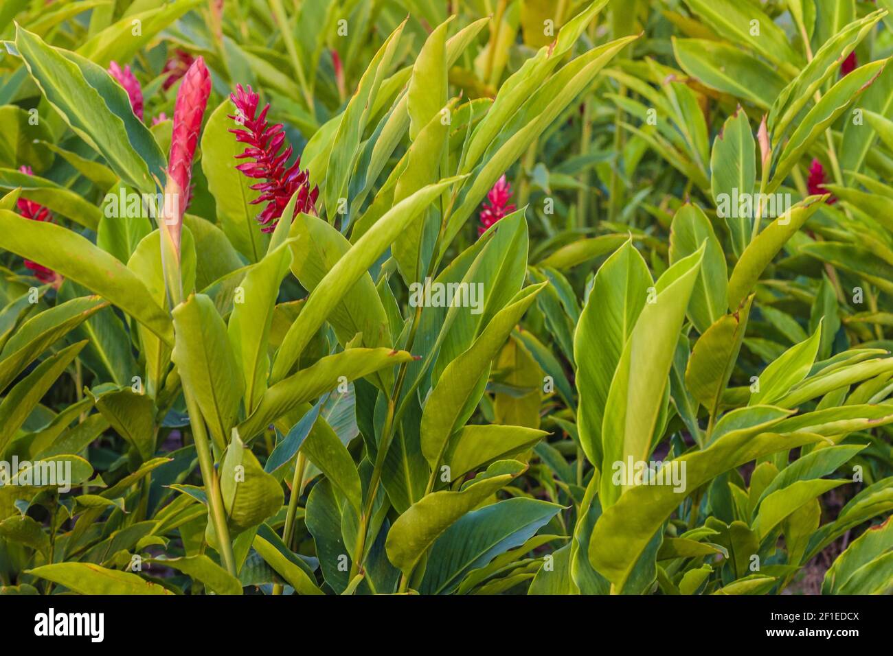 Planta tropical con flores rojas Fotografía de stock - Alamy Planta tropical con flores rojas Fotografía de stock - Alamy