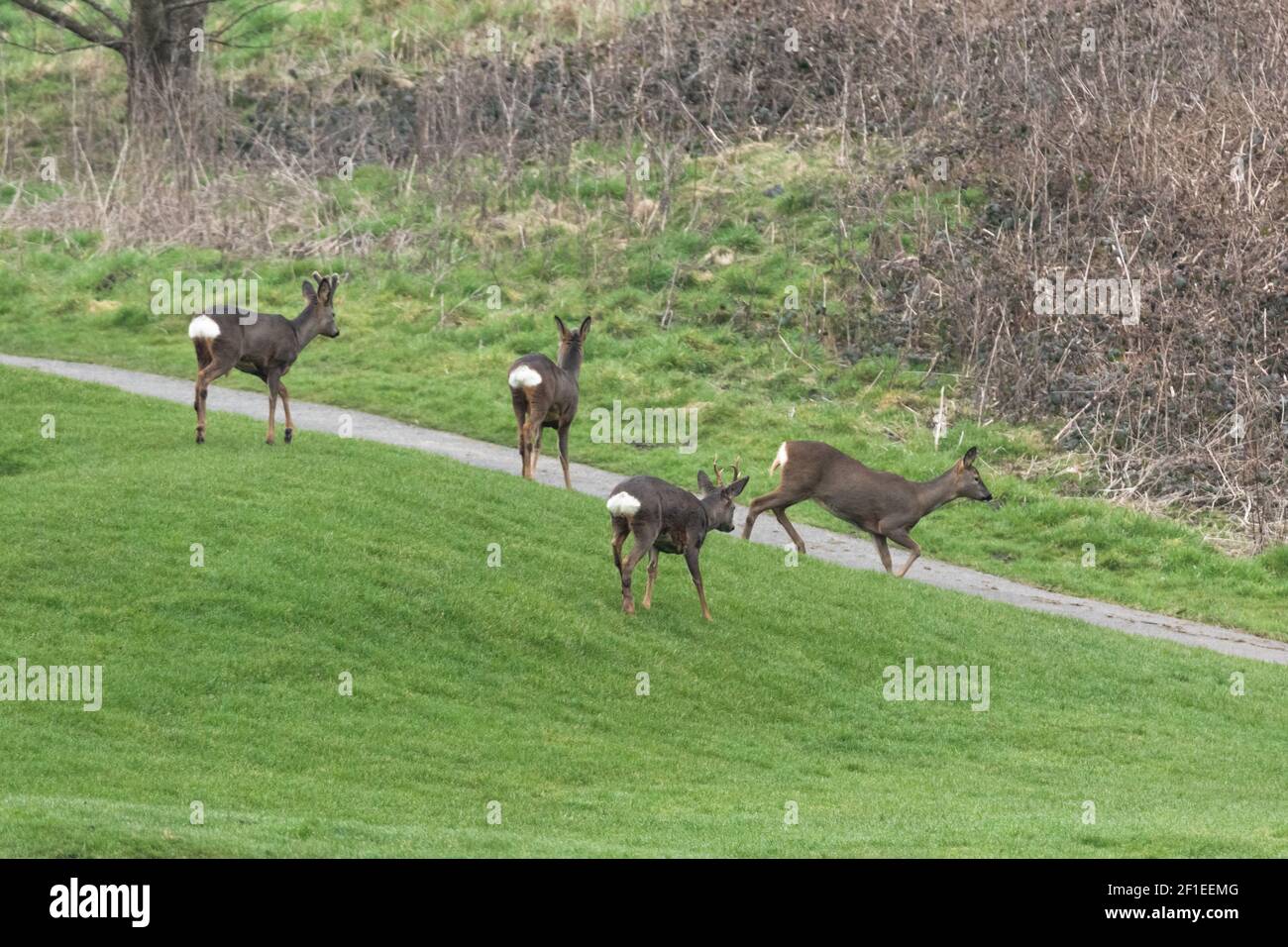 Una familia de corzos (Reino Unido) en un campo de golf vacío durante la pandemia de coronavirus 2021 cuando los campos de golf estaban cerrados al público. Foto de stock