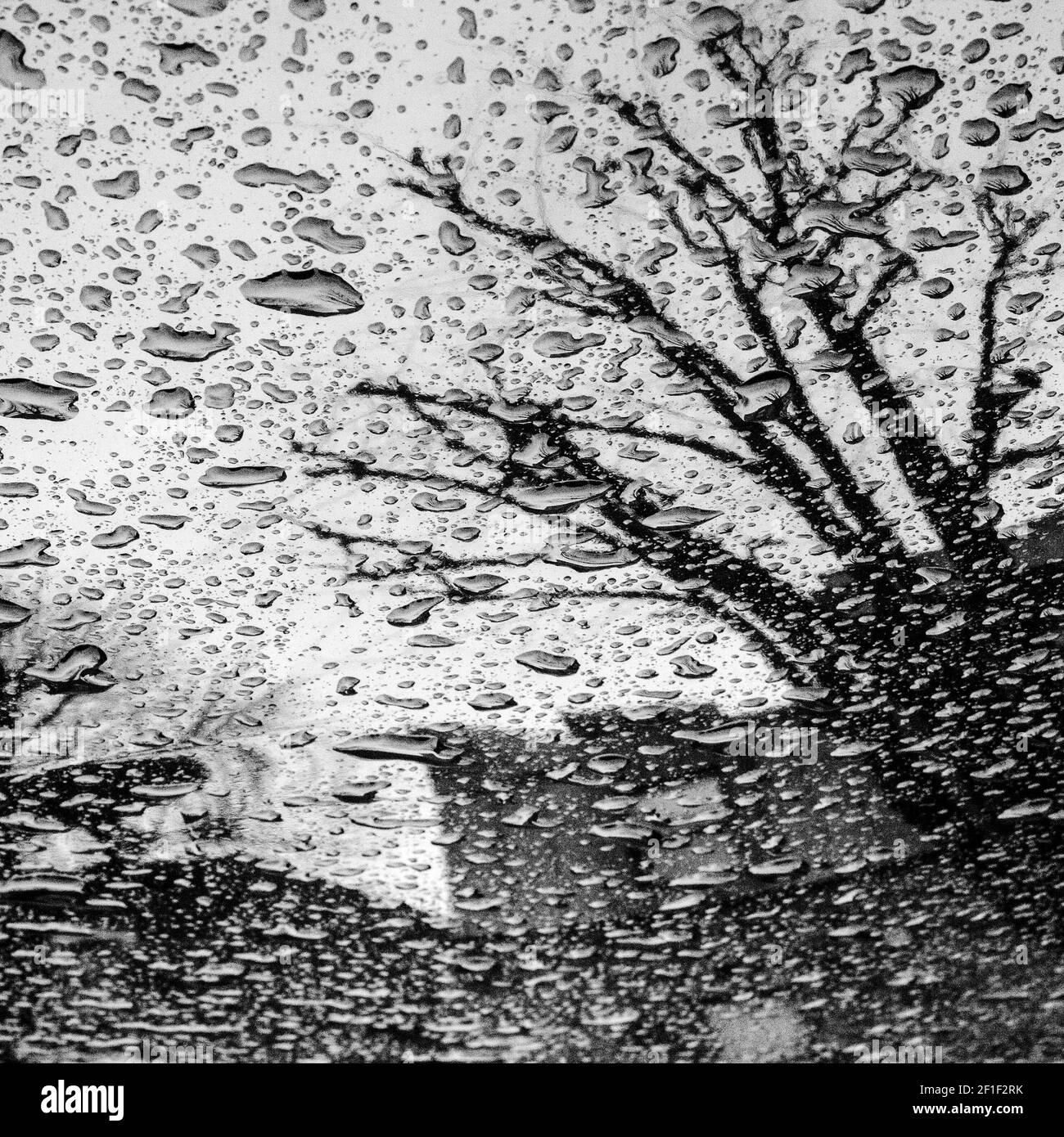 reflejo de la lluvia y el árbol en cristal blanco y negro Foto de stock