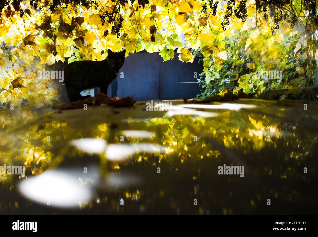 Silueta de gato negro, en el fondo amarillo del follaje del otoño Foto de stock