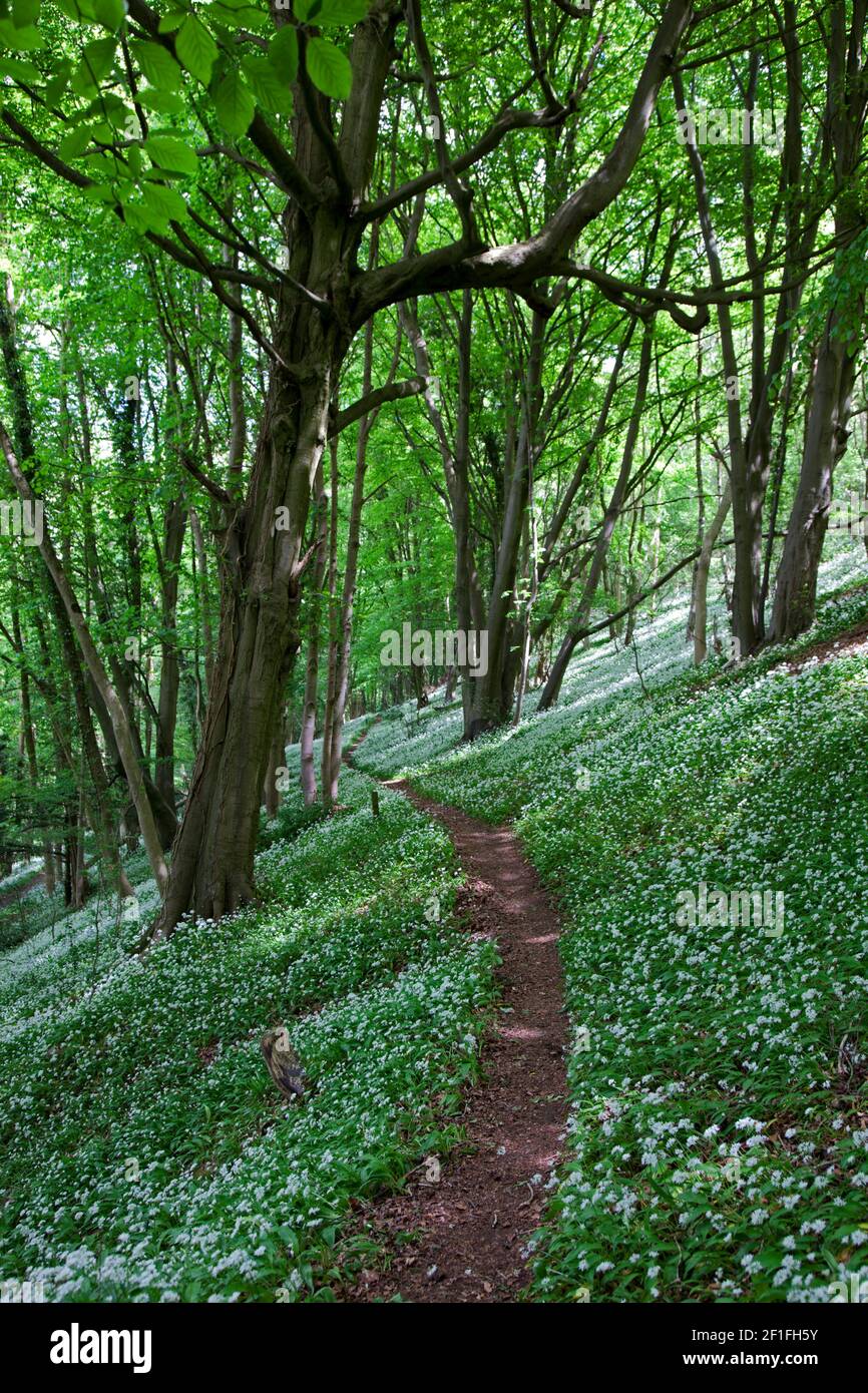 Un sendero recorre bosques de ajo salvaje cerca de Stroud, los Cotswolds, Gloucewstershire, Reino Unido Foto de stock