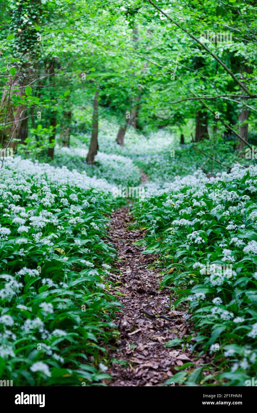 Spring Walk en un sendero a través de bosques de ajo salvaje cerca de Stroud, los Cotswolds, Gloucestershire, Reino Unido Foto de stock