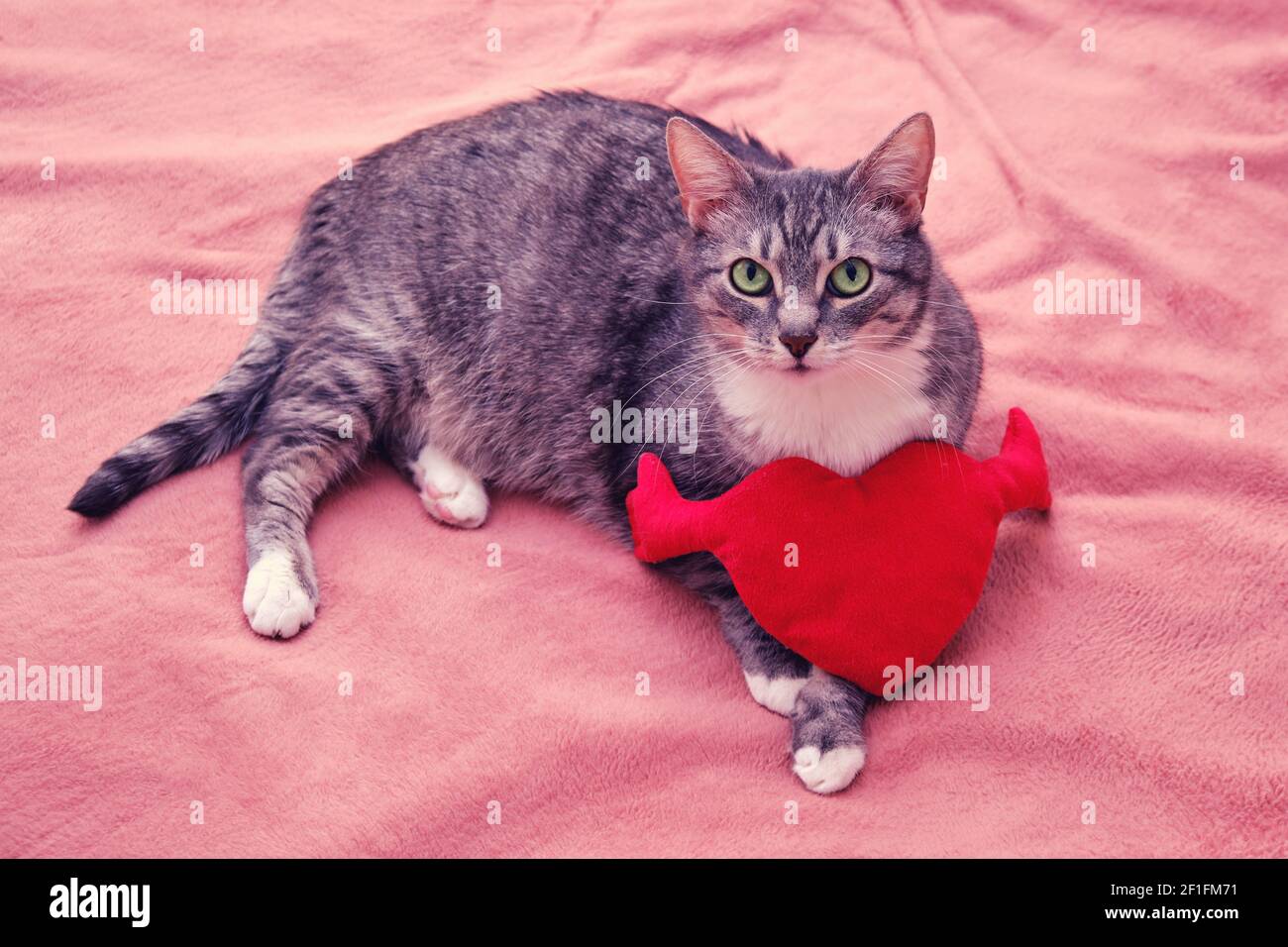 Gato en una colcha rosa con un juguete de amor la forma de un corazón  Fotografía de stock - Alamy