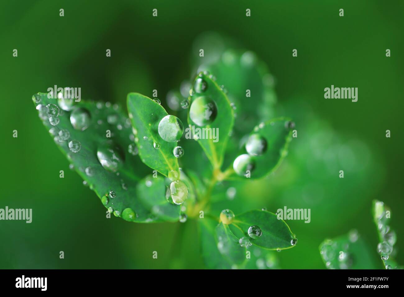 Día de la Tierra. Concepto ecológico. Hojas verdes con gotas de agua. Hermosa naturaleza fondo.plantas verdes sobre fondo verde Foto de stock
