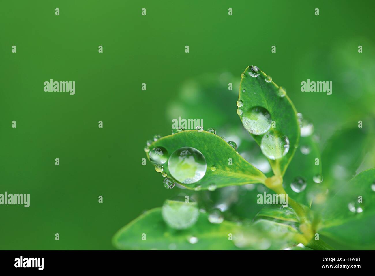 Día de la Tierra. Concepto ecológico. Hojas verdes con gotas de agua sobre fondo verde brillante borroso.hermoso fondo de la naturaleza.plantas verdes sobre verde Foto de stock