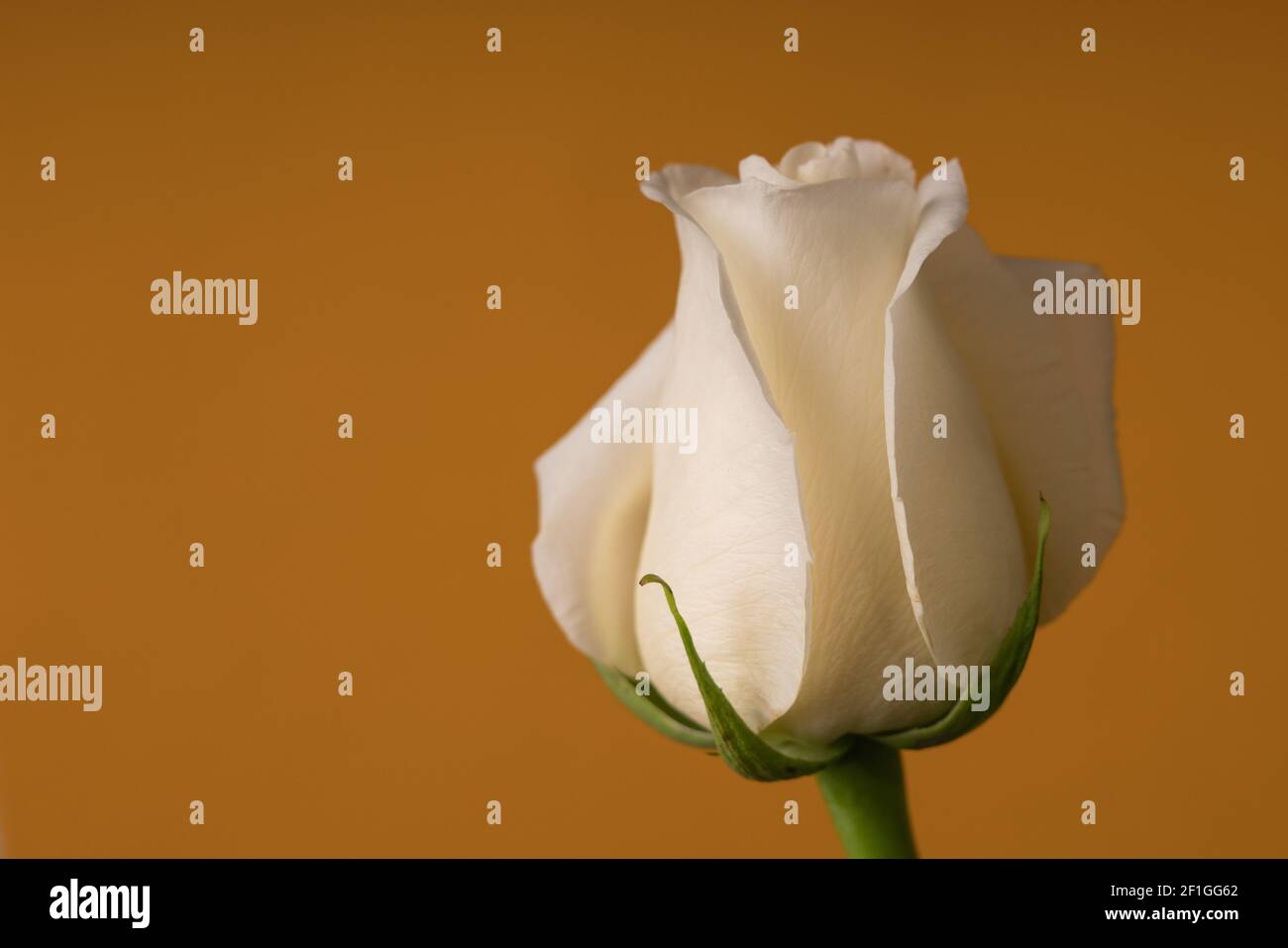 Rosa blanca sobre fondo amarillo. Enfoque selectivo. Foto de stock