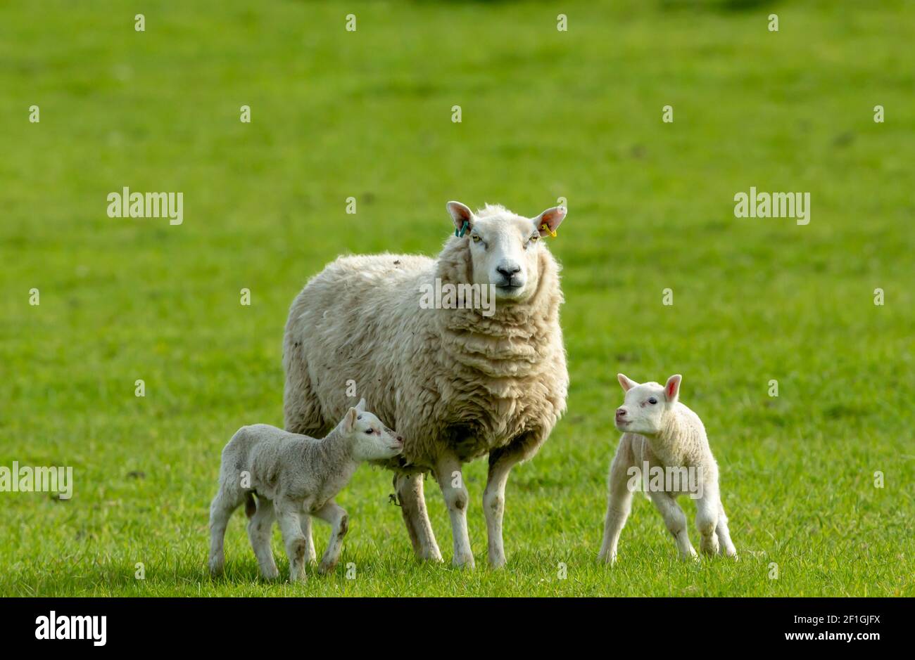Ewe, una oveja femenina con sus corderos gemelos recién nacidos en primavera. Mirando hacia delante en verde prado. Concepto: El amor de una madre. Horizontal, espacio de copia Foto de stock