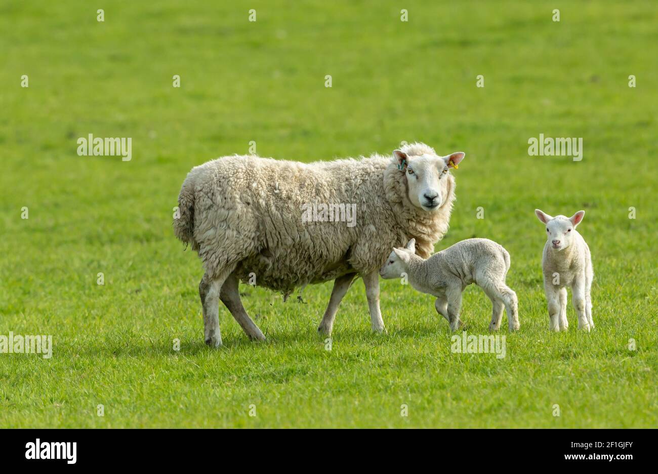 Ewe, una oveja femenina con sus corderos gemelos recién nacidos en primavera. Mirando hacia delante en verde prado. Concepto: El amor de una madre. Horizontal, horizontal. Foto de stock