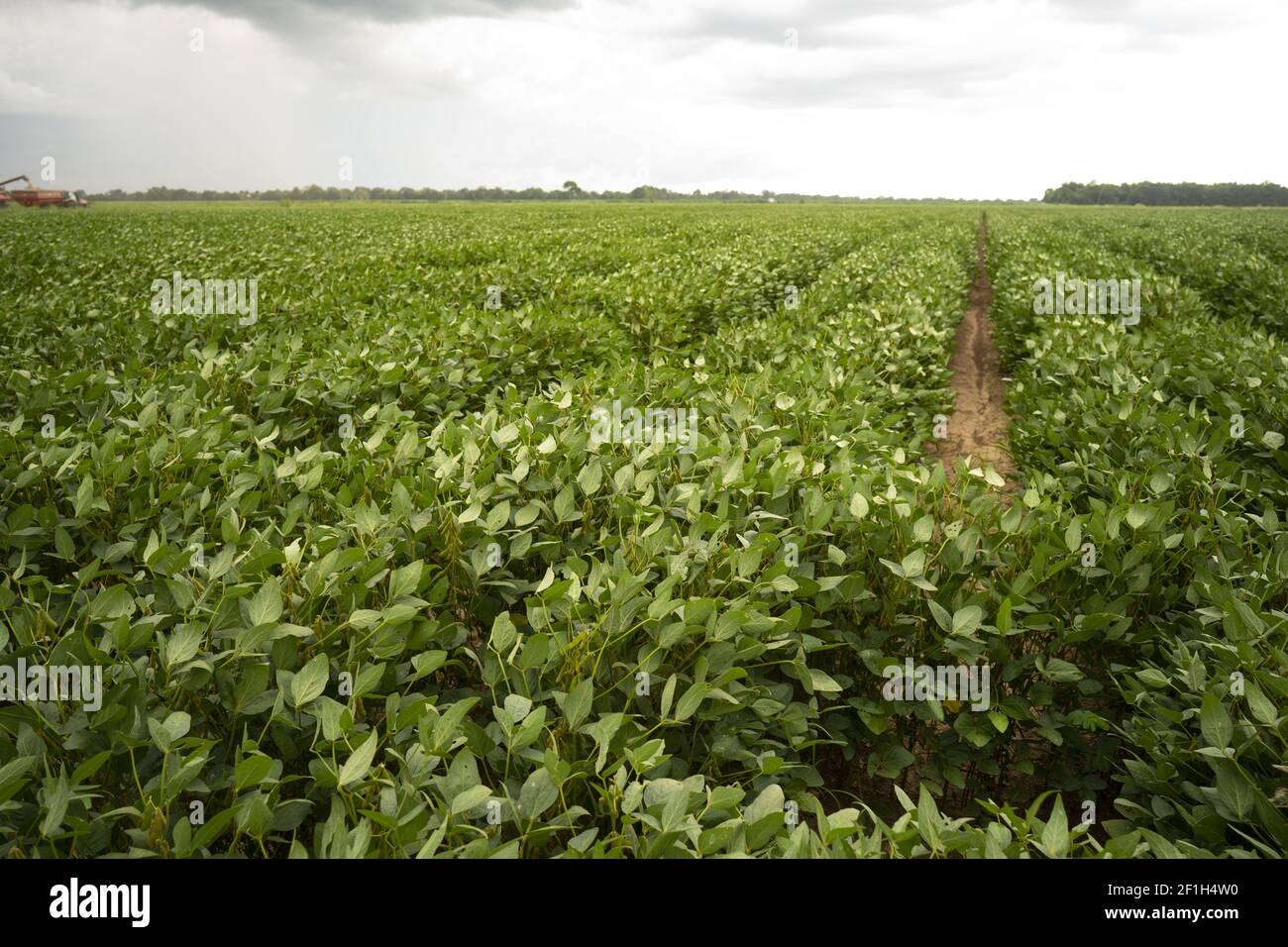 Las judías de soja crecen grandes y exuberantes en el sur profundo EE.UU Foto de stock