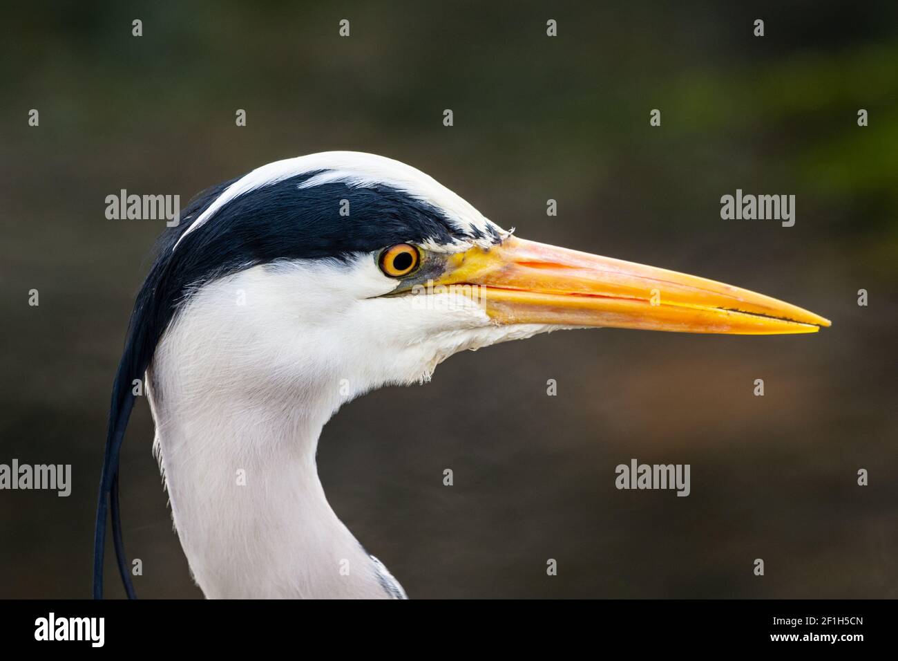 Garza gris (Ardea cinerea) Perfil de cabeza, ojo y pico o pico. Inglaterra, Reino Unido Foto de stock