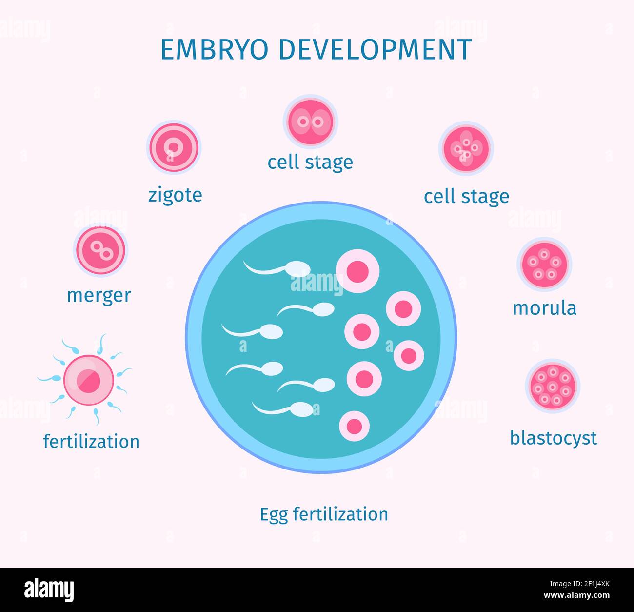 Proceso de fertilización de huevo plantilla plana con diferentes etapas