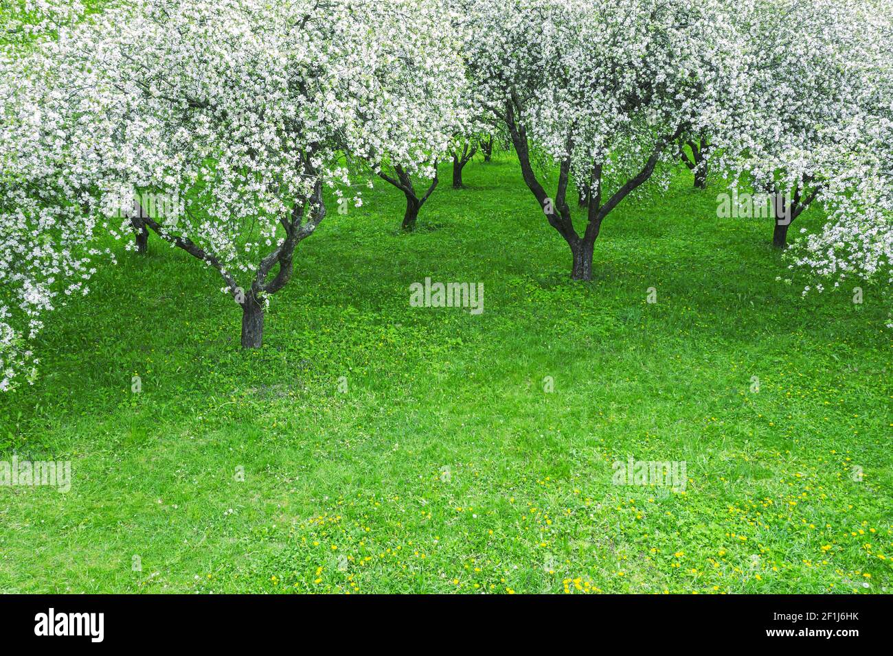 manzanos de flores blancas en el jardín de primavera. vista aérea desde arriba Foto de stock