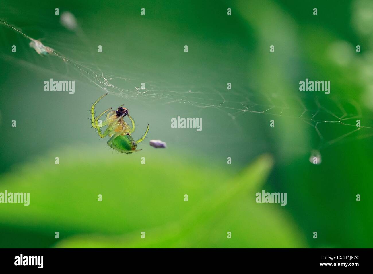 Jardín europeo pepino verde araña colgando en una tela de araña sobre un fondo verde. Insecto en el ambiente adecuado en el verano. Verde verano backgr Foto de stock