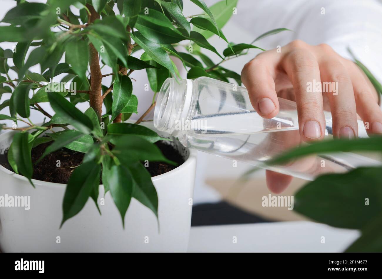 Joven jardinero vertiendo planta verde de ficus con agua fresca Foto de stock