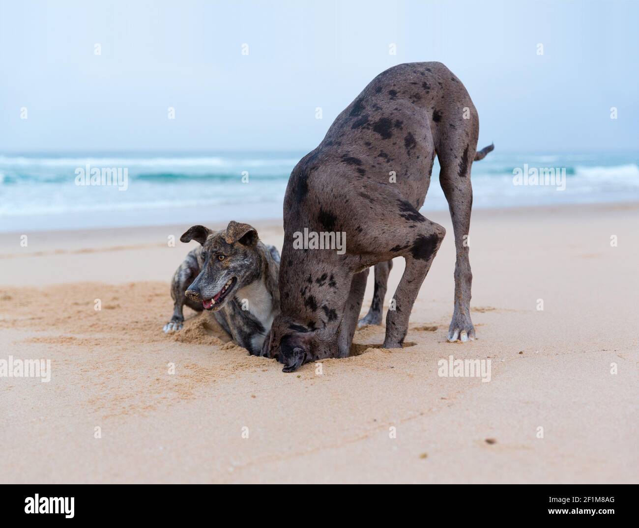 Dos perros grandes en la playa Foto de stock