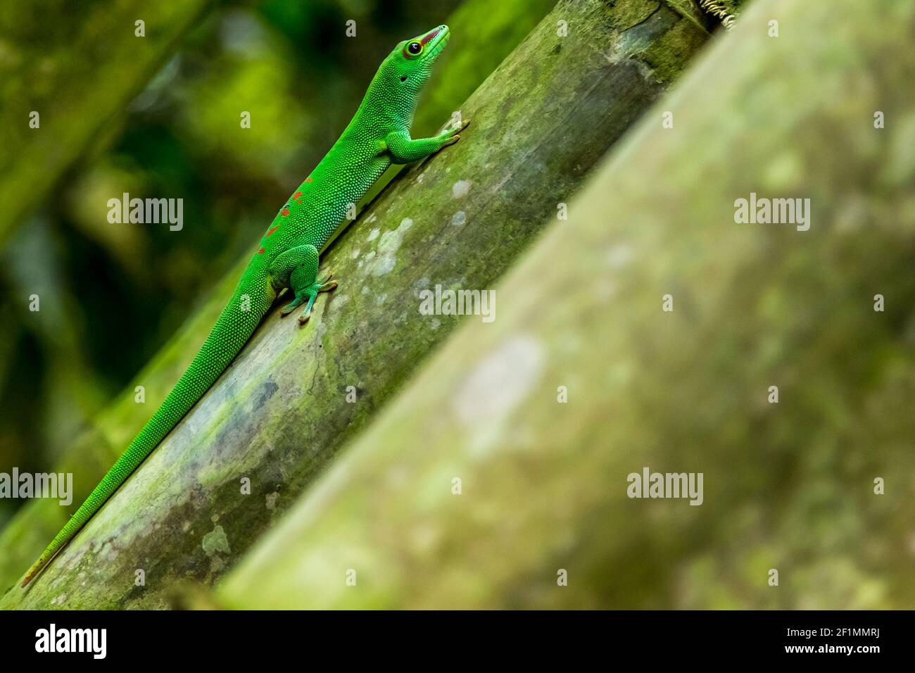 Madagascar Taggecko Foto de stock