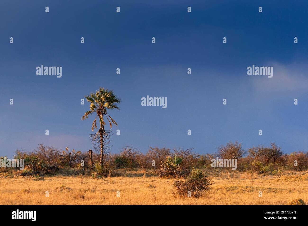 Palmera en el desierto. Makgadikgadi Salar Pan, Botswana Foto de stock